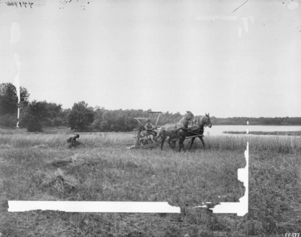 View across field towards a man using a horse-drawn reaper in a field. Behind him on the left is a man using a rake to bind the grain. In the background is a lake and trees.
