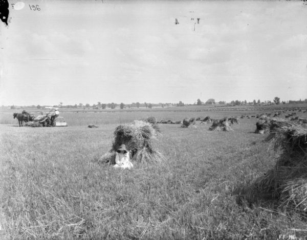 View across field towards a girl posing in front of stalks of bound grain. The field is dotted with many shocks of grain. In the background on the left is a man using a horse-drawn binder.