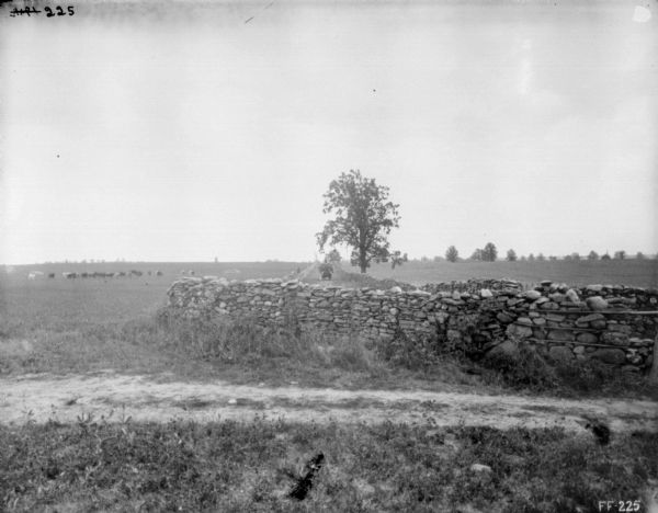 View of field, with a stone wall in the foreground enclosing a road. A group of cattle are in the field on the left.