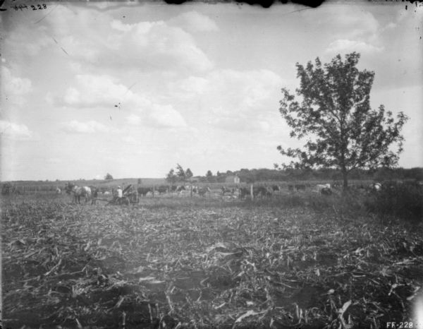 View across harvested field towards a man using a team of horses to pull a corn binder. Cows are behind a fence in the background.