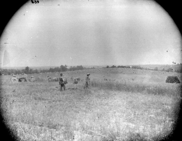 View across field towards people hand harvesting.