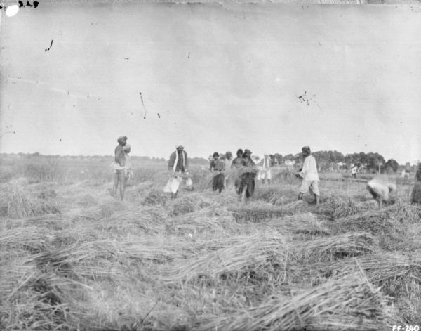 View across field towards a group of men hand harvesting.
