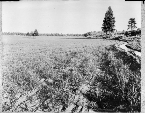 View across field. Along the right is a creek.