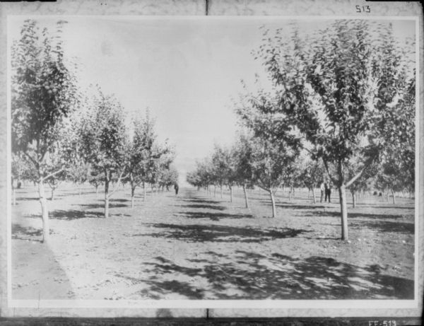 View down rows of an orchard. Men are standing in the distance.