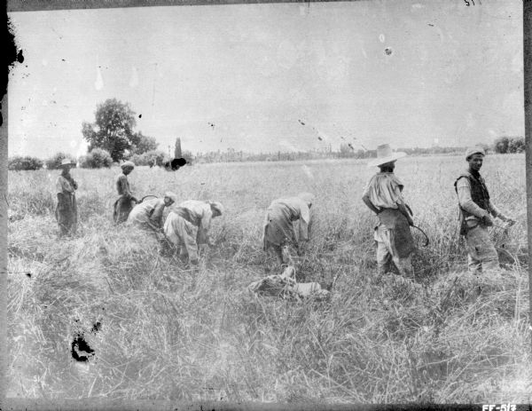 Group of people working in a field harvesting wheat by hand. Some of the workers are using a sickle.