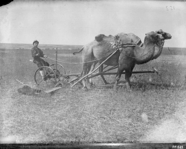 Right side profile view of a man using a two camels to pull a mower.