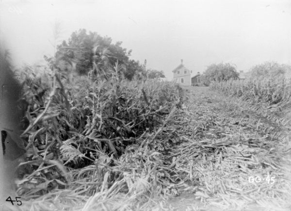 View down row of harvested corn. Just beyond the field is a house and barn.