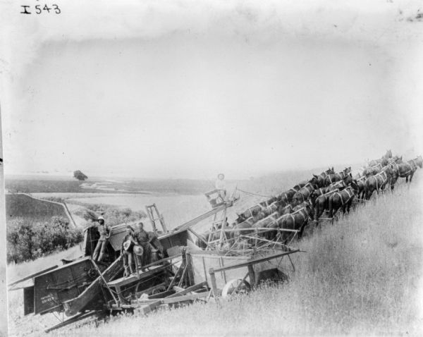 View of a large mule team pulling a harvester thresher up a steep hill. Three men are standing on the thresher, and another man is sitting high up on a chair holding the reins to the mule team.