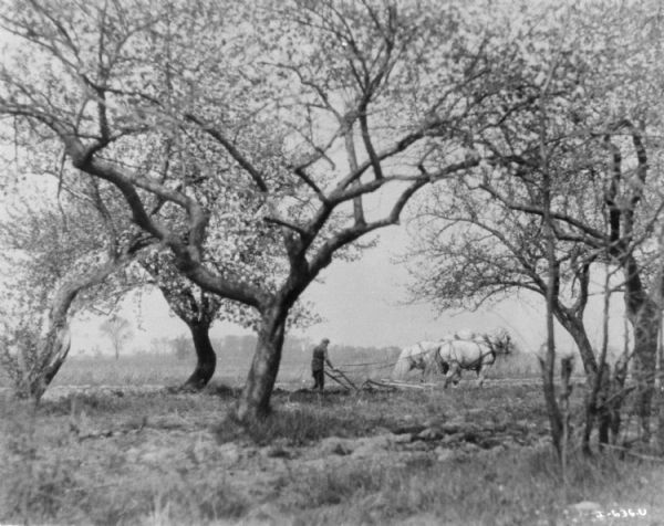 View through an orchard towards a man using a horse-drawn hand plow.