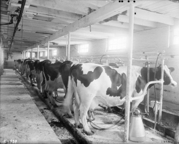 View inside barn of Holsteins lined up for milking.