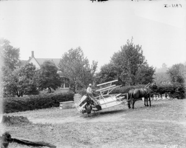Man on binder on transport truck. In the background is a hedge, trees, and a house. A flock of ducks is on the right near the hedge.