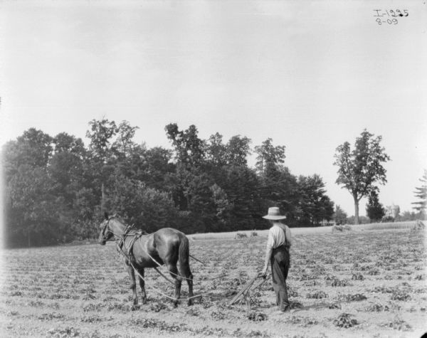 Man in field using a horse-drawn walking cultivator.