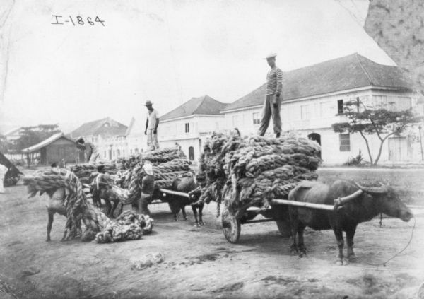 Men are loading braids of hemp into wagons drawn by oxen.