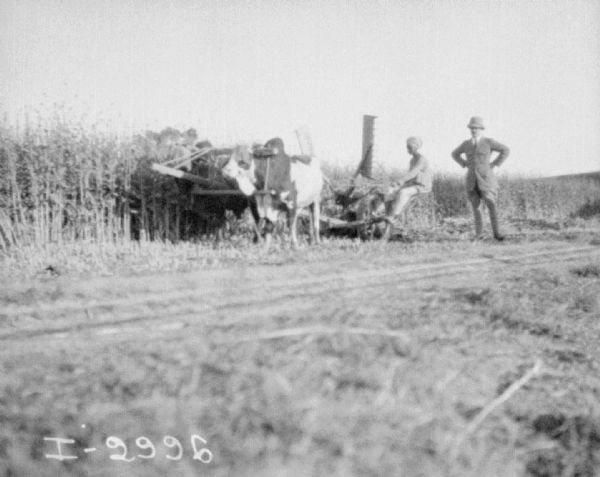 View across field towards a man riding an ox-drawn mower. A British man is standing nearby on the right.