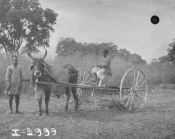 A man is driving an ox-drawn dump rake. Another man is standing on the left near the ox.