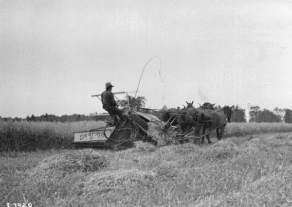 Three-quarter view from right rear of a man using a horse-drawn Deering binder in a field.