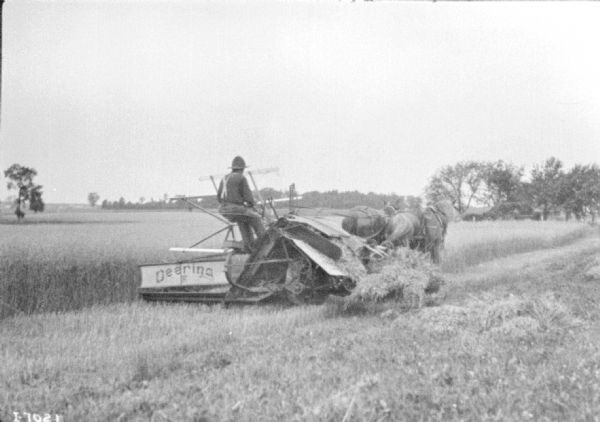 Three-quarter view from right rear of a man using a horse-drawn Deering binder in a field.