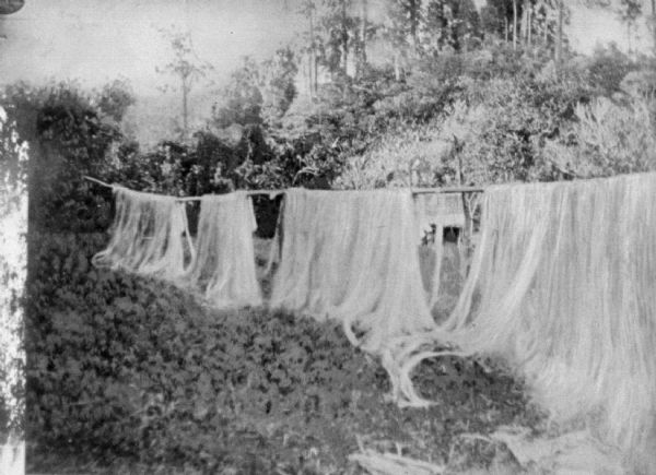 Hemp fibers hung outdoors on line to dry. In the background are trees.