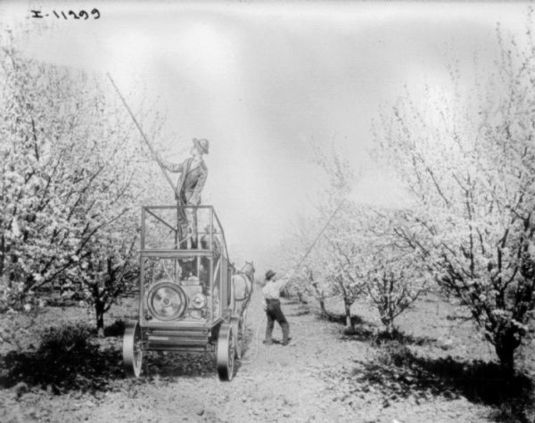 Partially retouched image of men spraying in an orchard. One of the men is driving the horse-drawn vehicle that is pulling the sprayer.
