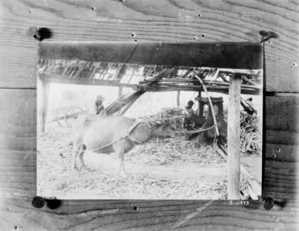 Ox-powered cane mill. Two men are in the background, under a roofed enclosure. The ox is tethered to the mill in the center.