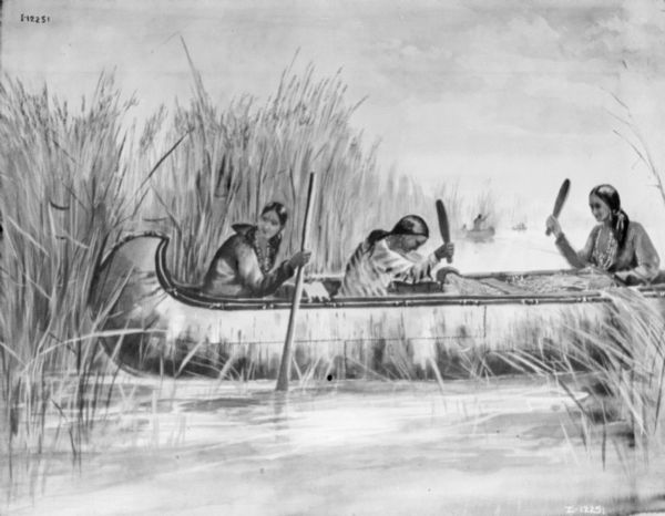 Drawing of three women in a canoe harvesting wild rice.