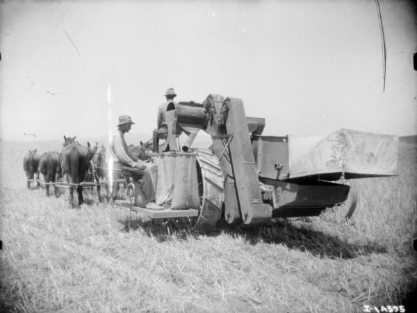 Rear view of two men on a harvester thresher drawn by a large team of horses.
