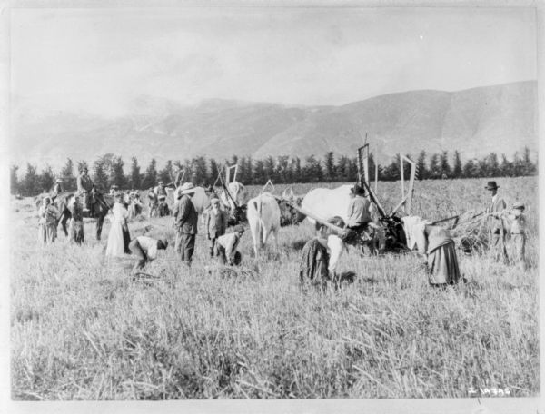 Large group of people watching ox-drawn binders at work in a field. Men, women and children are standing and watching people working near the binders. Mountains are in the background.