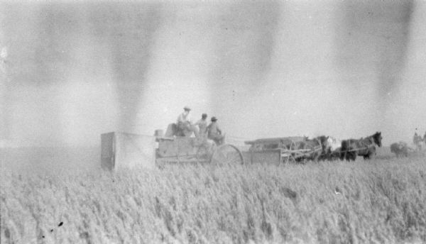 View across field of tall grain towards men on a horse-drawn thresher.