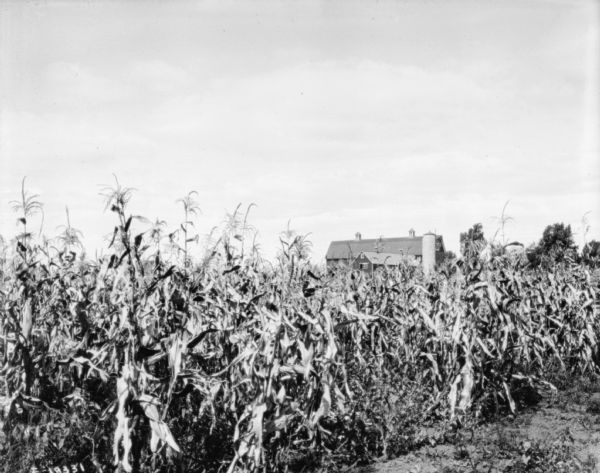 View of cornfield with farm buildings and a silo in the background.