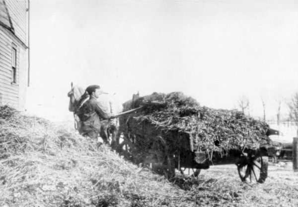 A man is filling the box of a horse-drawn manure spreader.