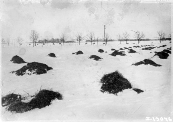 Snow-covered field after being fertilized with manure.