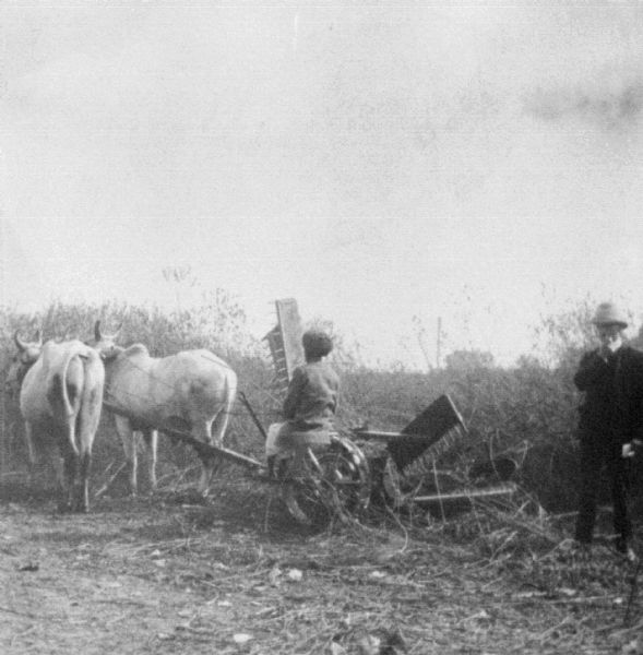 View of a man driving an ox-drawn reaper in a field. A man in a suit is standing behind him on the right.