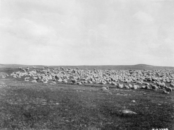 Field of sheep in the western United States.