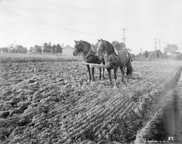 Three-quarter view from front left of a team of two horses pulling a cultipacker in a field.