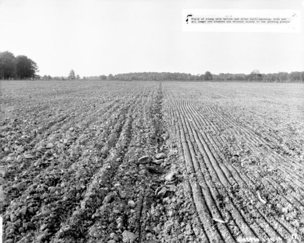 Field of cultivated earth. Caption reads: "Field of young oats before and after culti-packing. Note how all lumps are crushed out without injury to the growing plants."