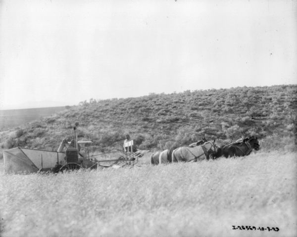 View across field on a slope of a man using a horse-drawn harvester thresher.