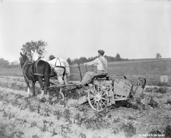 Three-quarter view from left rear of a man using a team of two horses to pull a potato digger in a field.