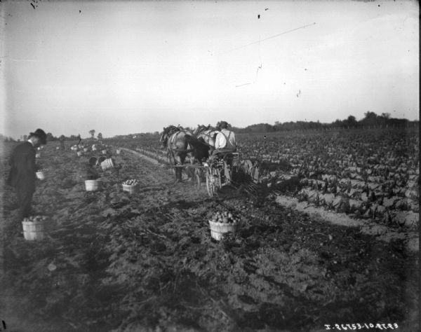 View down field of harvested potatoes. A man wearing a suit and hat is standing on the left and looking down at a basket of potatoes. More baskets of potatoes are sitting in the field. In the center is a rear view of a man using a horse-drawn potato digger.