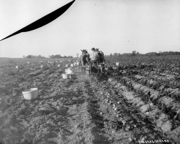 Rear view of a man using a horse-drawn potato digger in a field. Baskets of harvested potatoes are scattered among the rows.