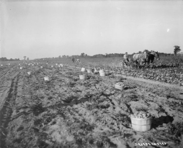 View across field of harvested potatoes towards a man using a horse-drawn potato digger. There are other people in the background, and baskets of harvested potatoes are scattered among the rows.