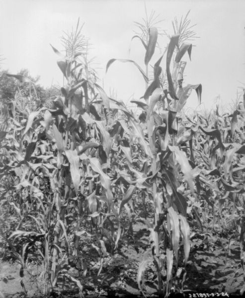 Cornstalks in a cornfield.
