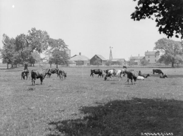 View of cows in a pasture, with farm buildings in the background.