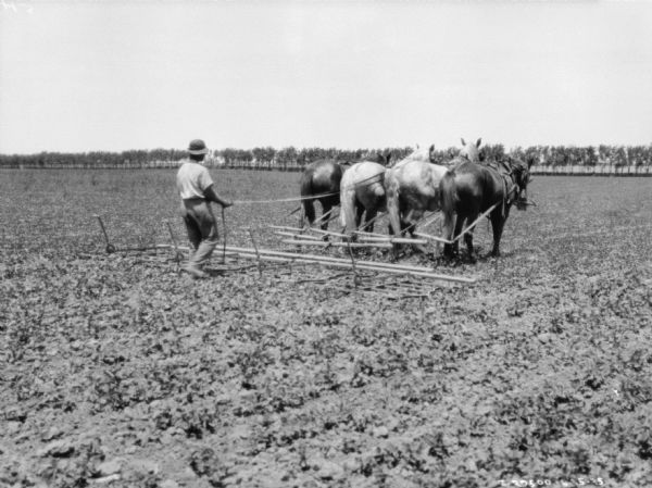 Right side view of a man walking behind four horses pulling a peg tooth harrow.