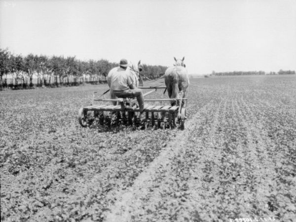 Rear view of a man on a horse-drawn rotary hoe in a field.