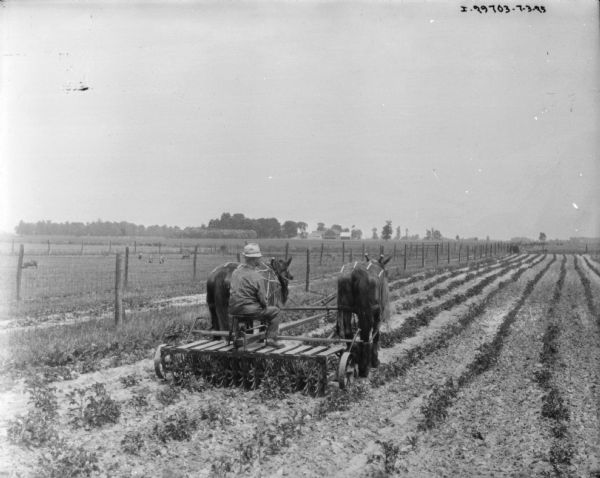 Rear view of a man on a horse-drawn rotary hoe working in a field. Pigs are in a fenced-in field in the background. There are farm buildings in the far distance. The horses are wearing fly-nets.