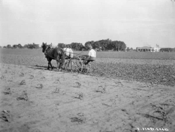 View across cornfield towards a man driving a horse-drawn cultivator.