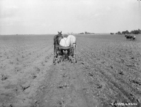 Rear view of a man driving a horse-drawn cultivator in a cornfield. In the distance on the right is another man using a horse-drawn cultivator.