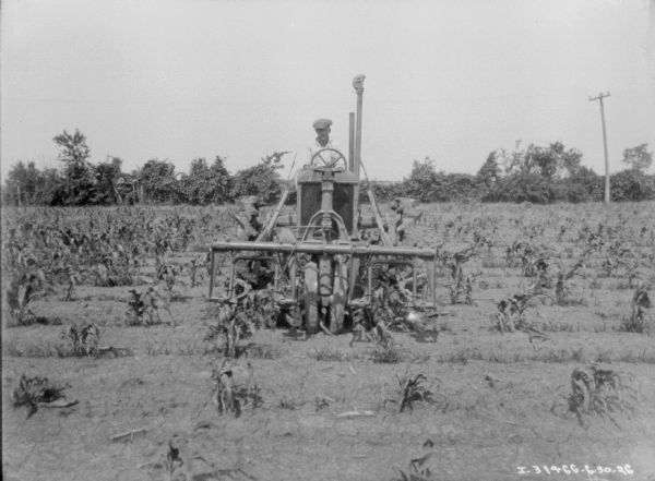 View from front of a man using a Farmall tractor to cultivate a cornfield.