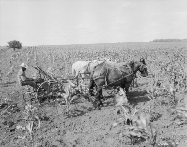 Slightly elevated right side view of a man driving a horse-drawn cultivator in a cornfield. There are four horses pulling the cultivator, and the horse on the end is wearing blinders.