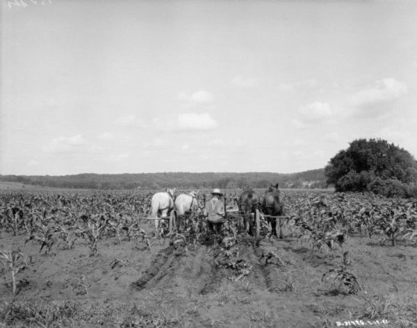 Rear view of a man using a horse-drawn cultivator in a cornfield. There are four horses pulling the cultivator.